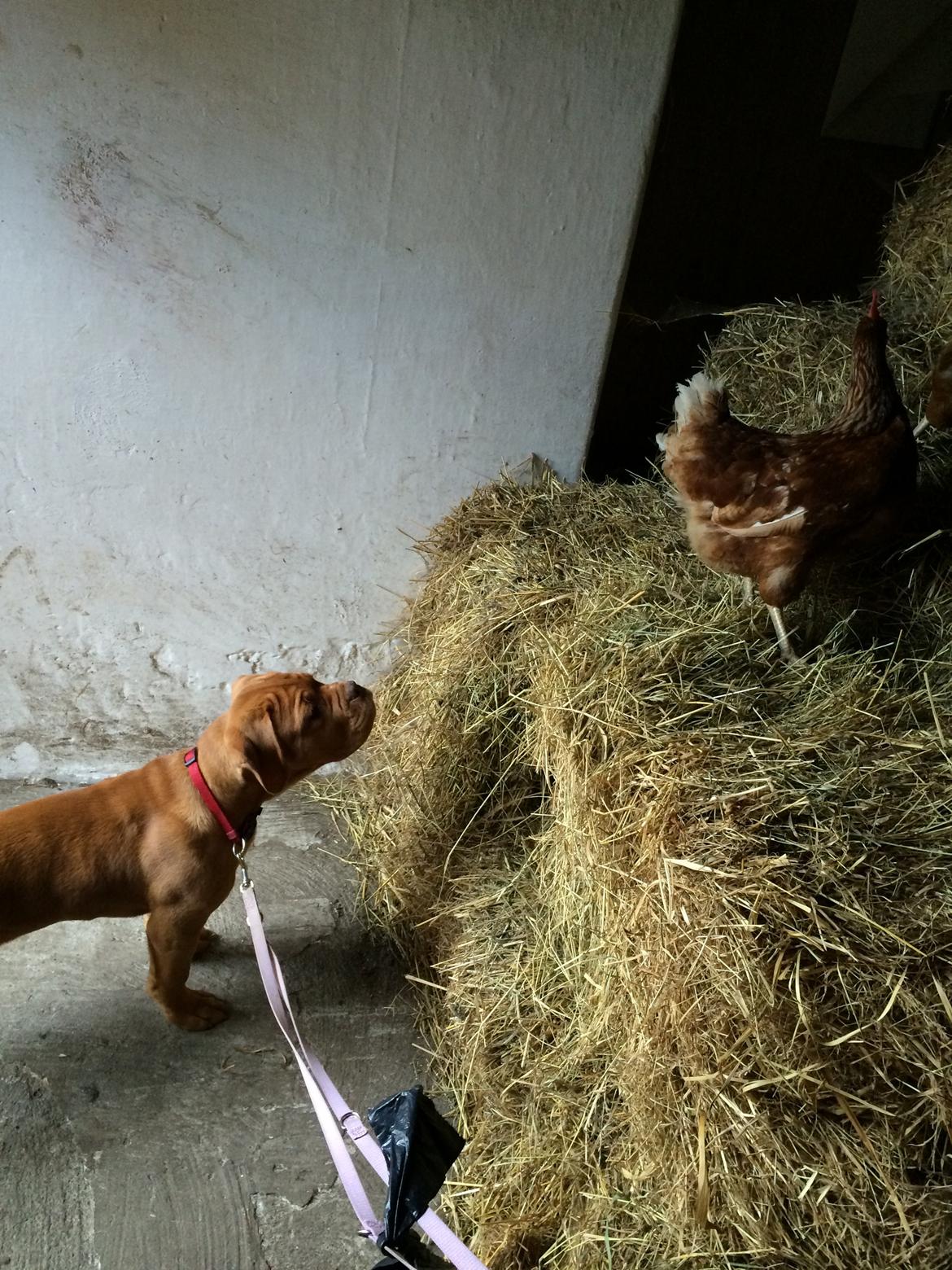 Dogue de bordeaux Luba - Luba møder en høne 8/10-14 billede 21