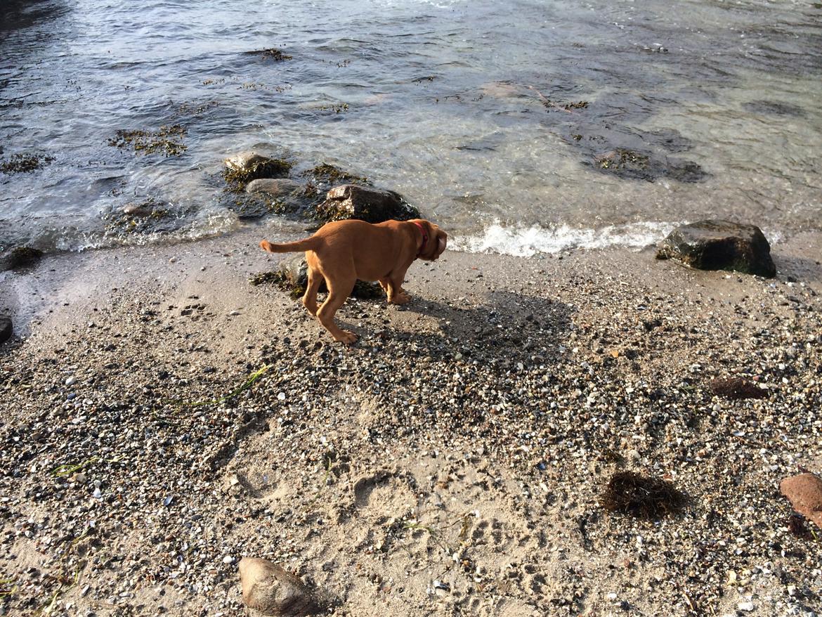 Dogue de bordeaux Luba - Luba ved stranden for første gang 10/10-14 billede 24