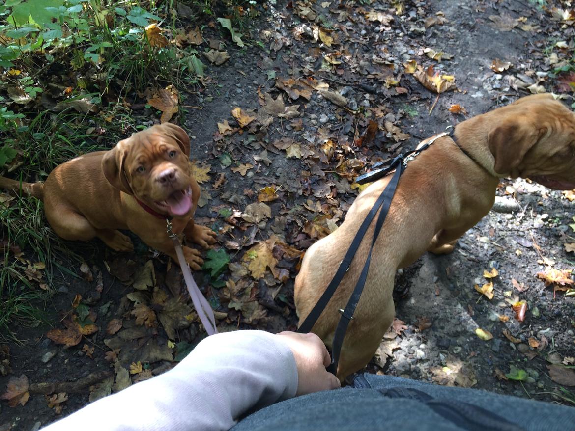 Dogue de bordeaux Luba - Luba og Karla i skoven for første gang 10/10-14 billede 26