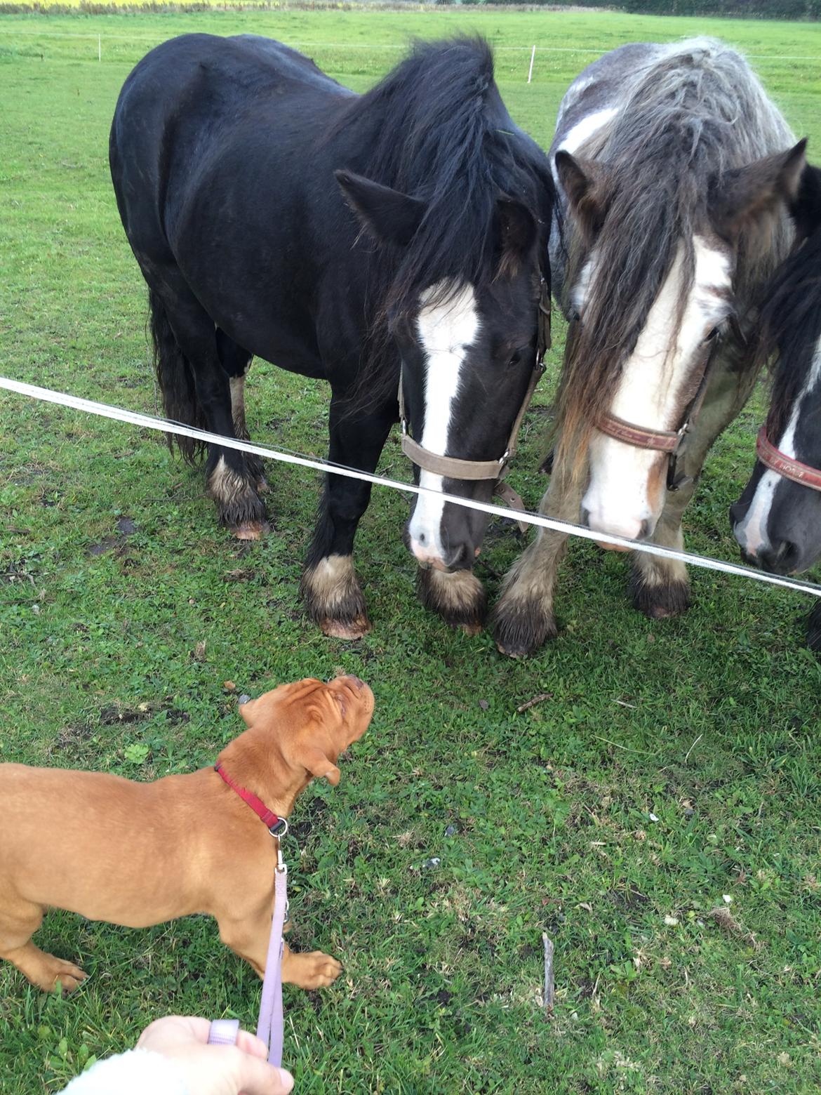 Dogue de bordeaux Luba - Luba hilser på Molly og Bella 8/10-14 billede 23