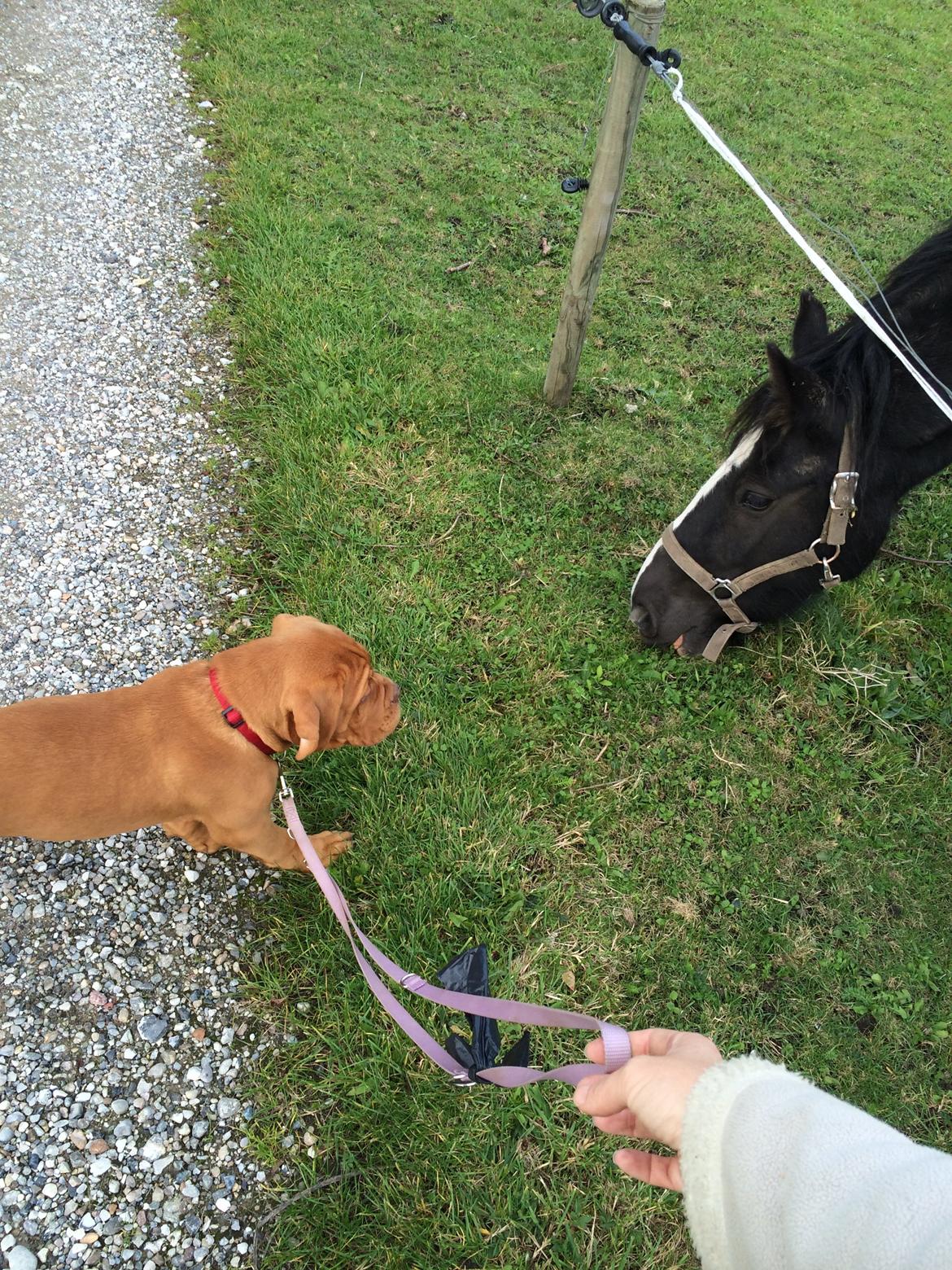 Dogue de bordeaux Luba - Luba hilser på Molly 8/10-14 billede 22