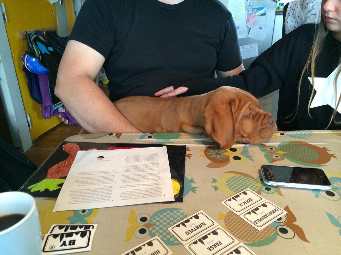 Dogue de bordeaux Luba - Luba spiller Danmark spillet sep 2014 billede 18