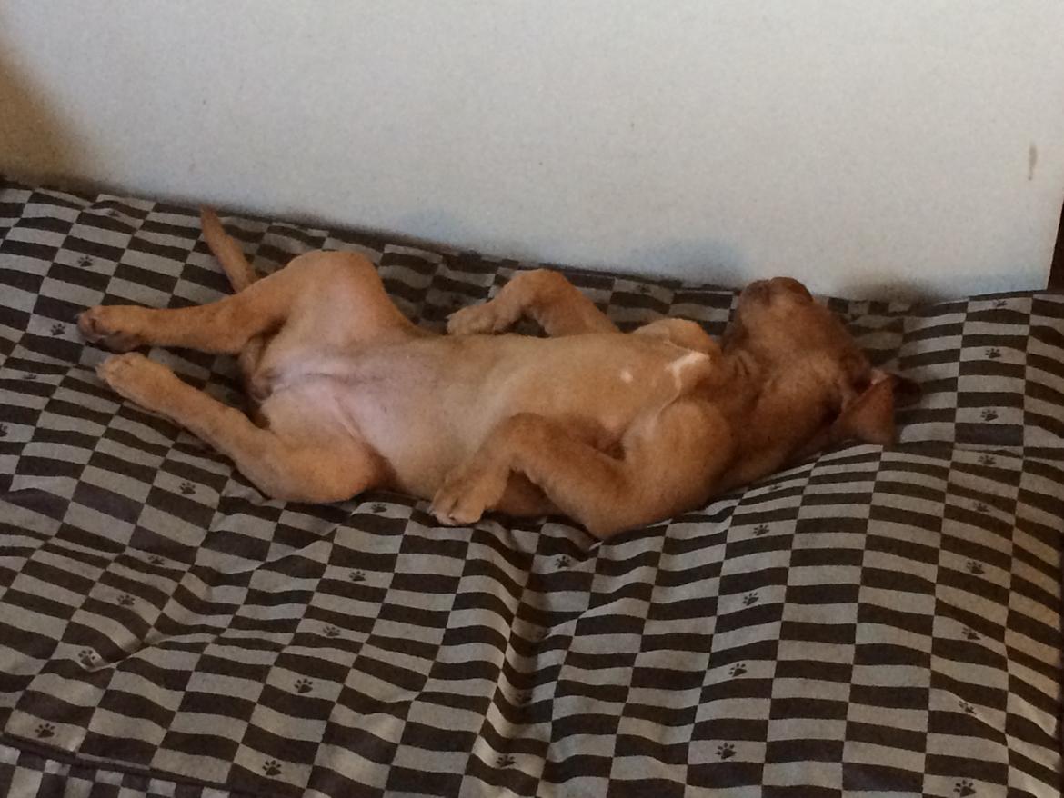 Dogue de bordeaux Luba - Luba er gået helt kold. Sep 2014 billede 19