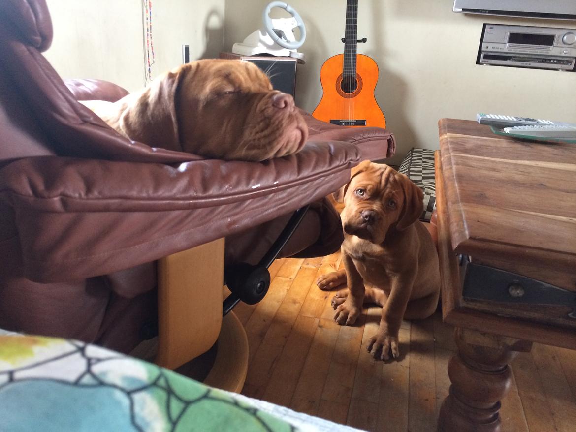 Dogue de bordeaux Luba - Karla kom nu og leg med mig...   Sep 2014 billede 20