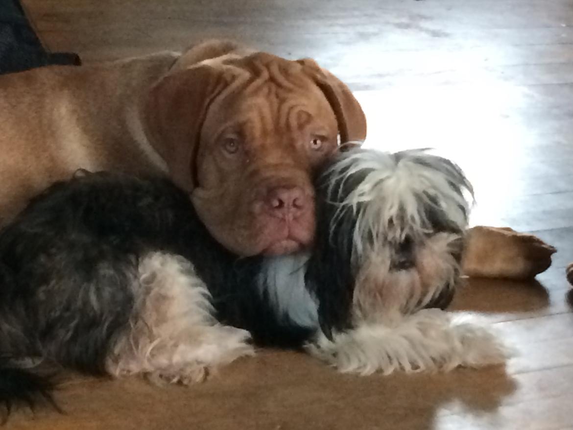 Dogue de bordeaux Karla - Karla hygger med Laika Sep 2014 billede 14