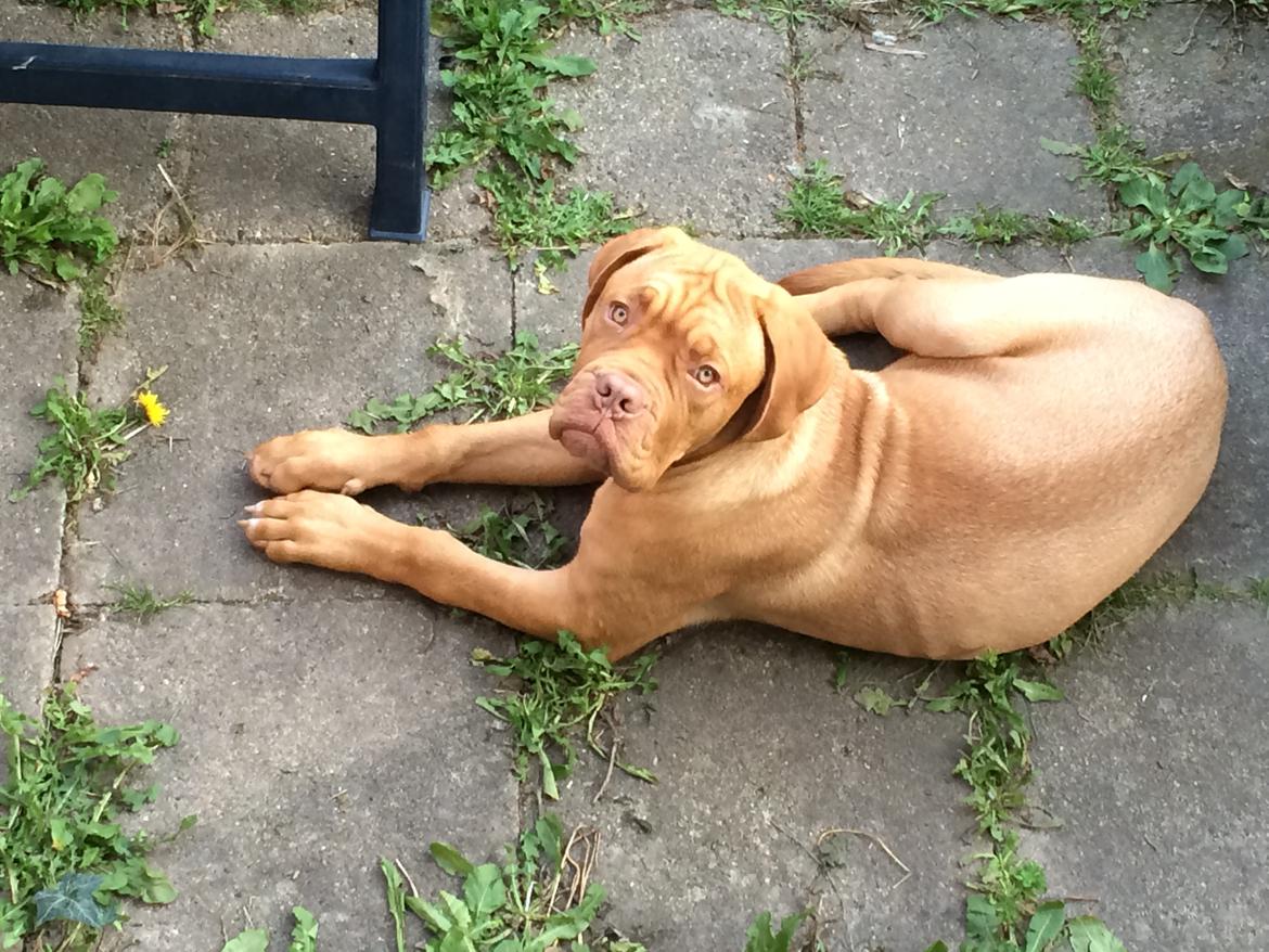 Dogue de bordeaux Karla - Hej moar sep 2014 billede 15