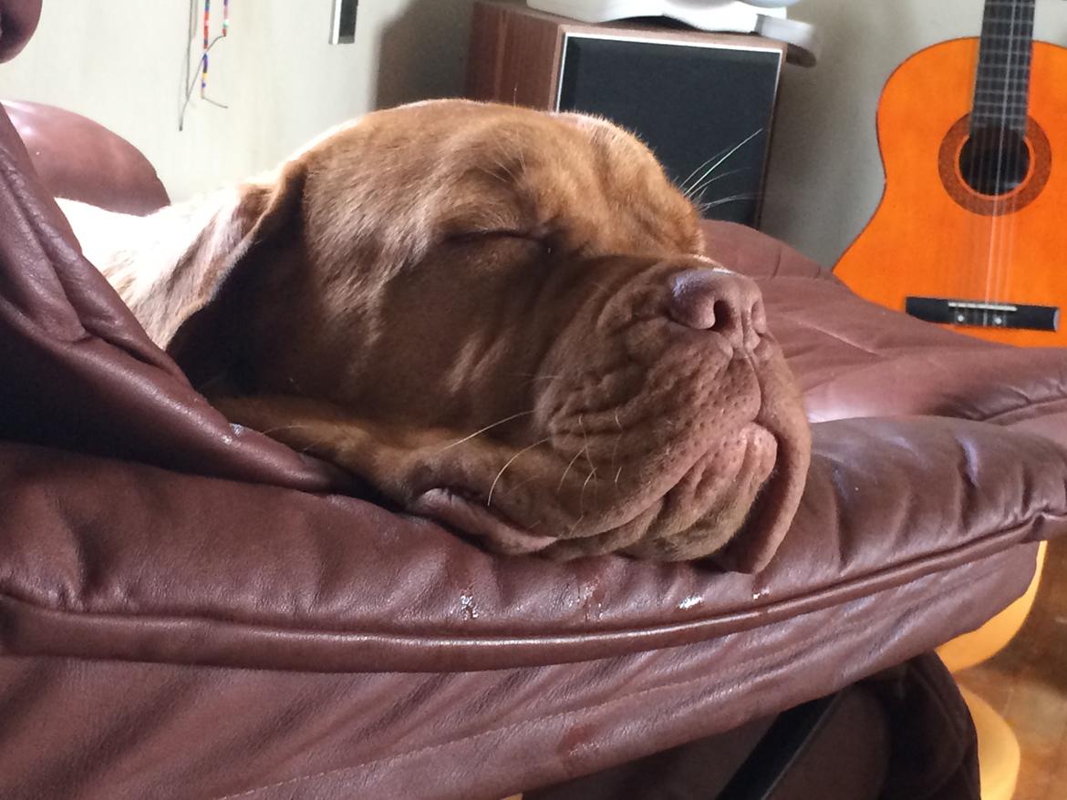 Dogue de bordeaux Karla - Hyggehunden Karla okt 2014 billede 16