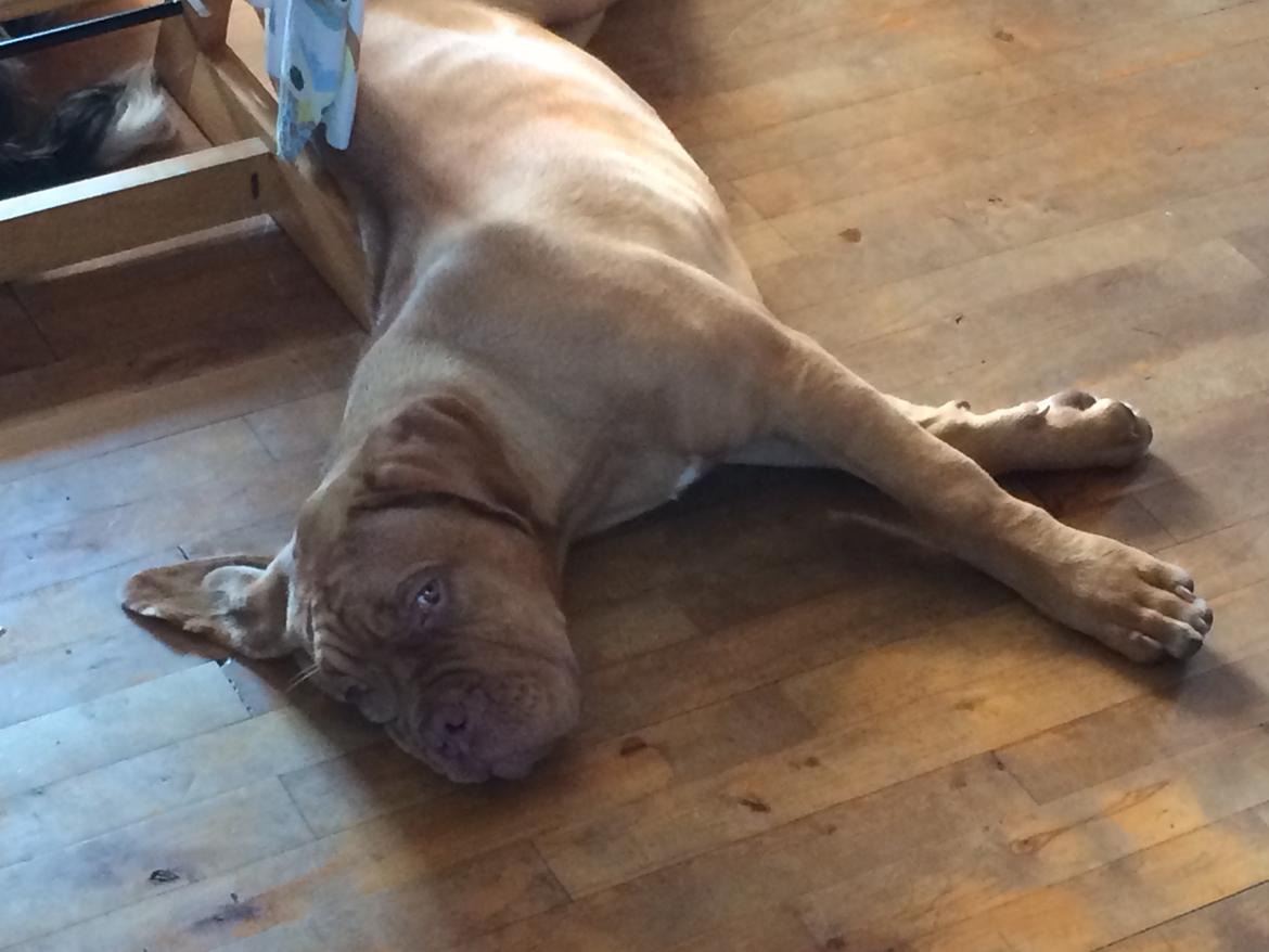 Dogue de bordeaux Karla - <3  sep 2014 billede 18