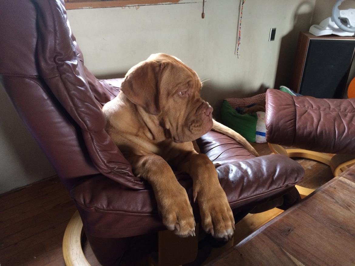 Dogue de bordeaux Karla - Smuksak <3 sep 2014 billede 19