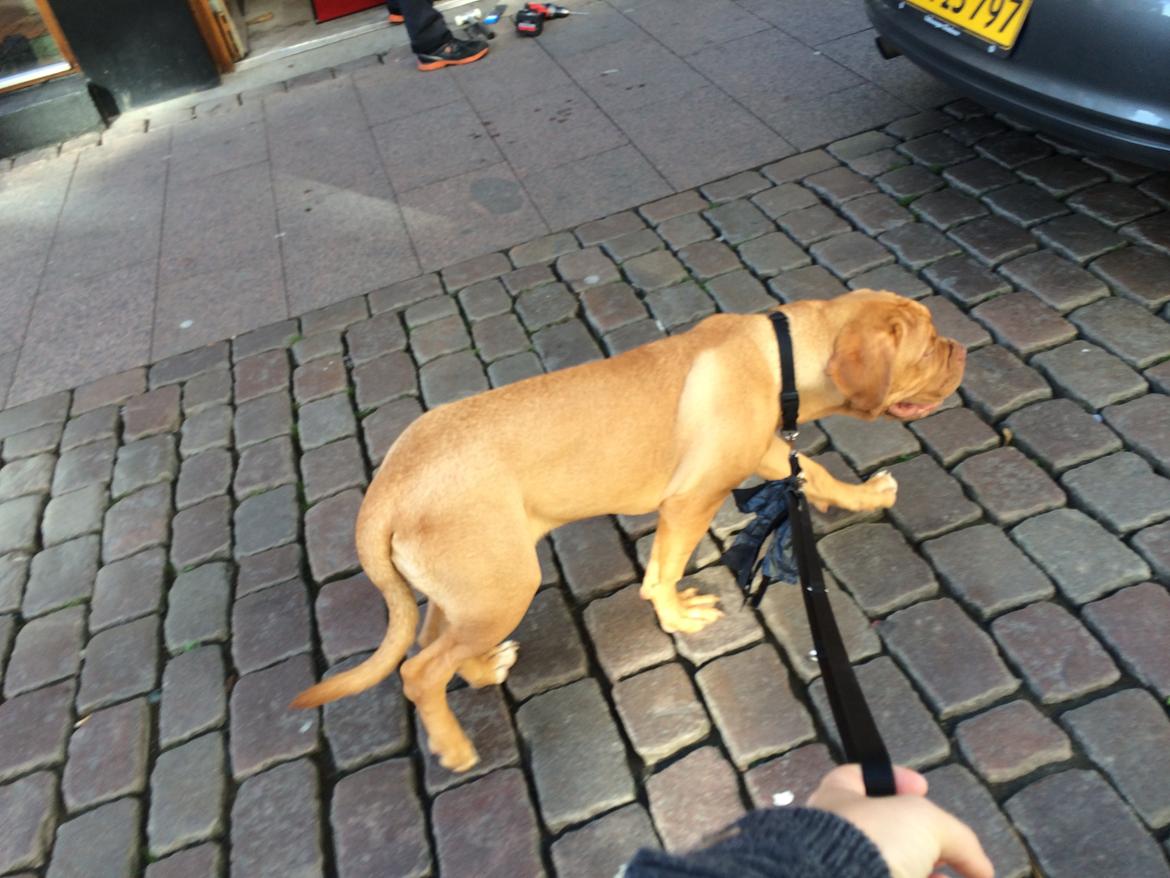 Dogue de bordeaux Karla - Karla miljø træner 29/9-14 billede 20