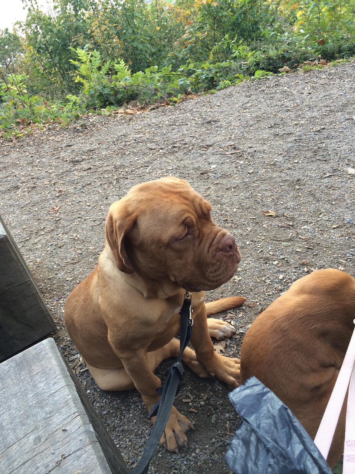 Dogue de bordeaux Karla - Karla på skovtur første gang 10/10-14 billede 21