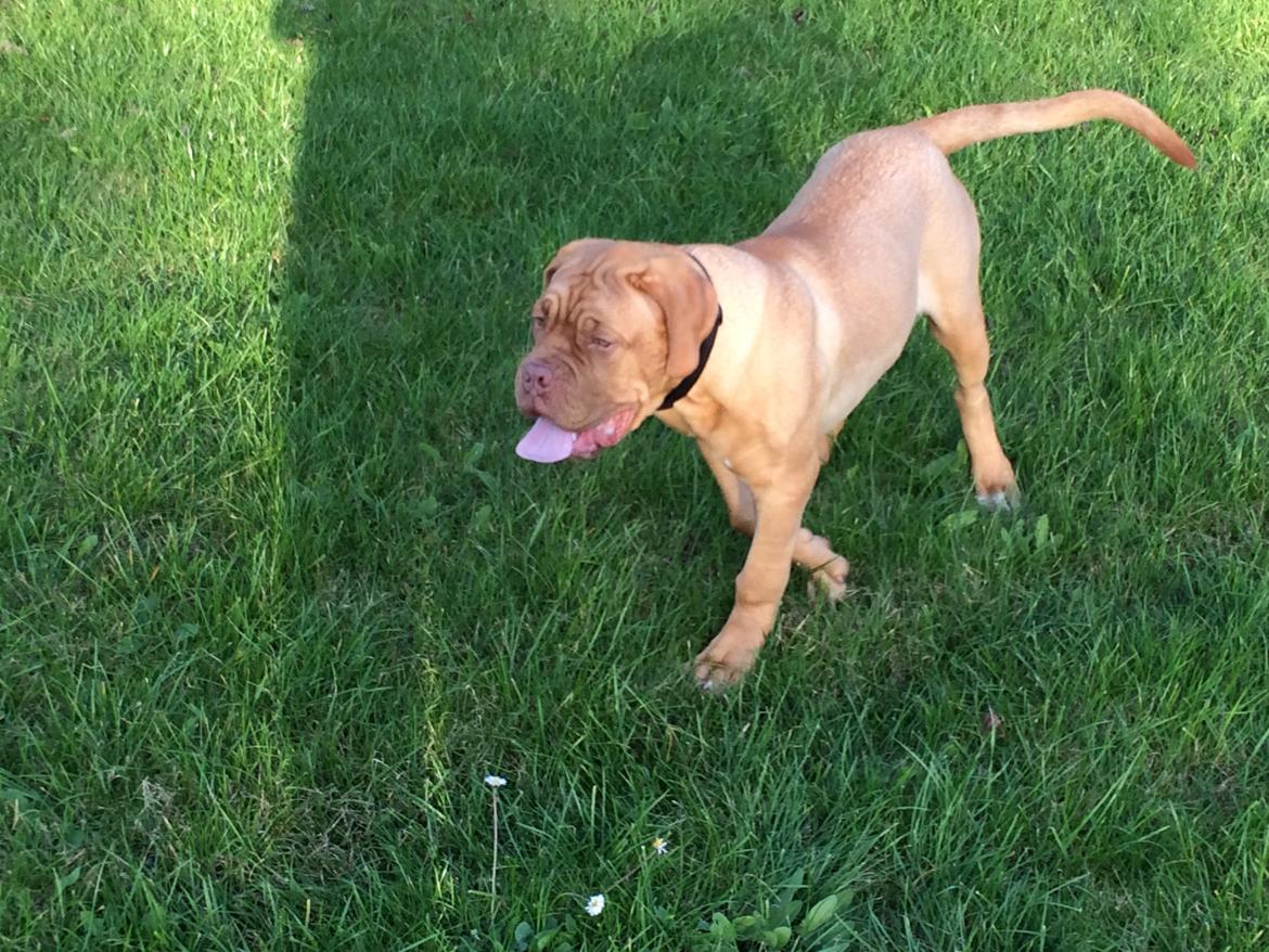 Dogue de bordeaux Karla - Karla hygger i byparken sep 2014 billede 17