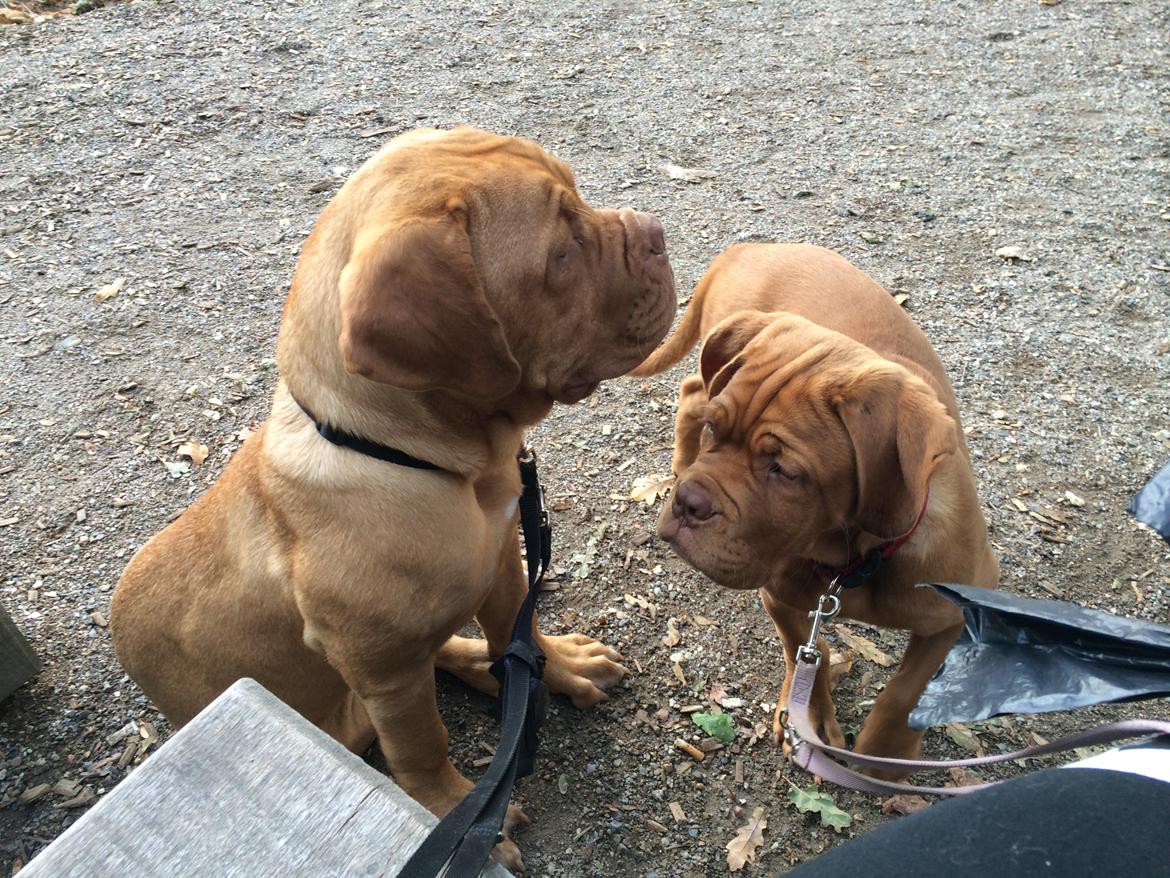 Dogue de bordeaux Karla - 10/10-14 billede 22