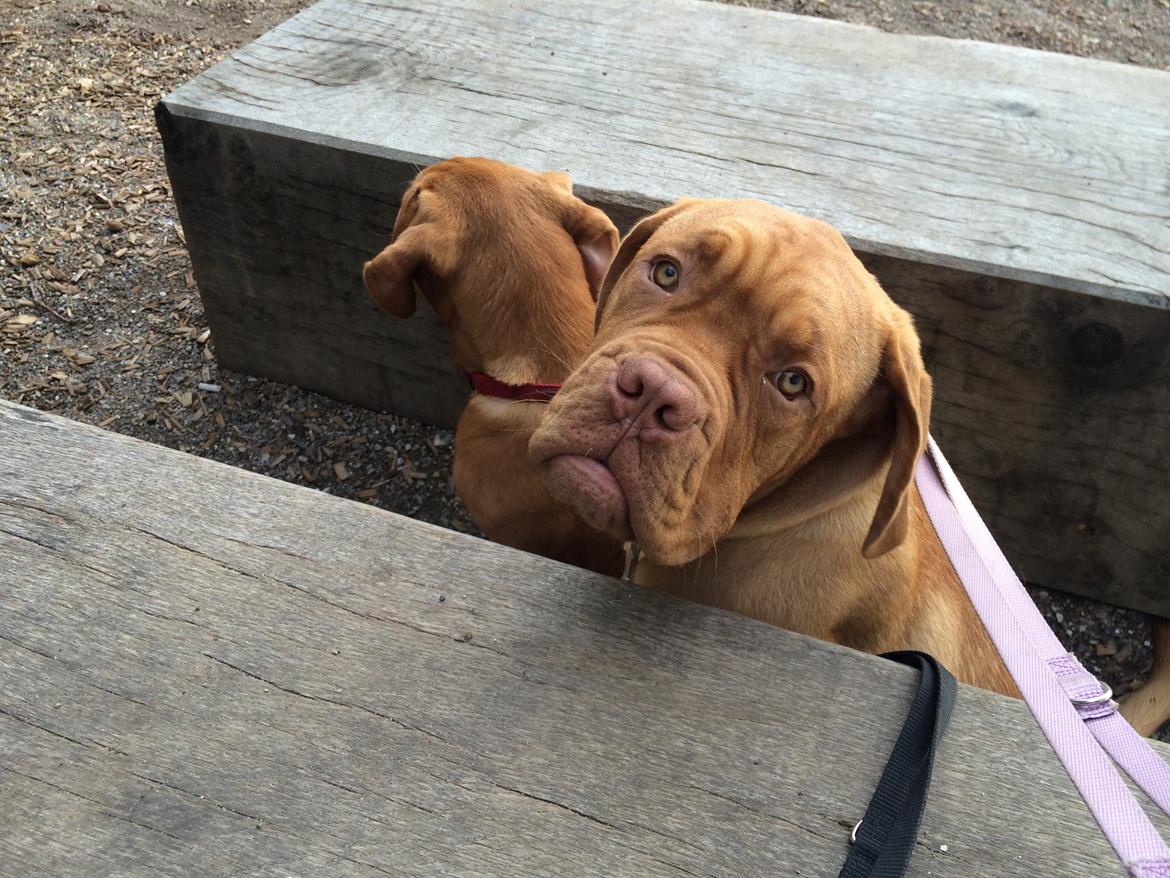Dogue de bordeaux Karla - Skal vi snart gå videre?  10/10-2014 billede 23