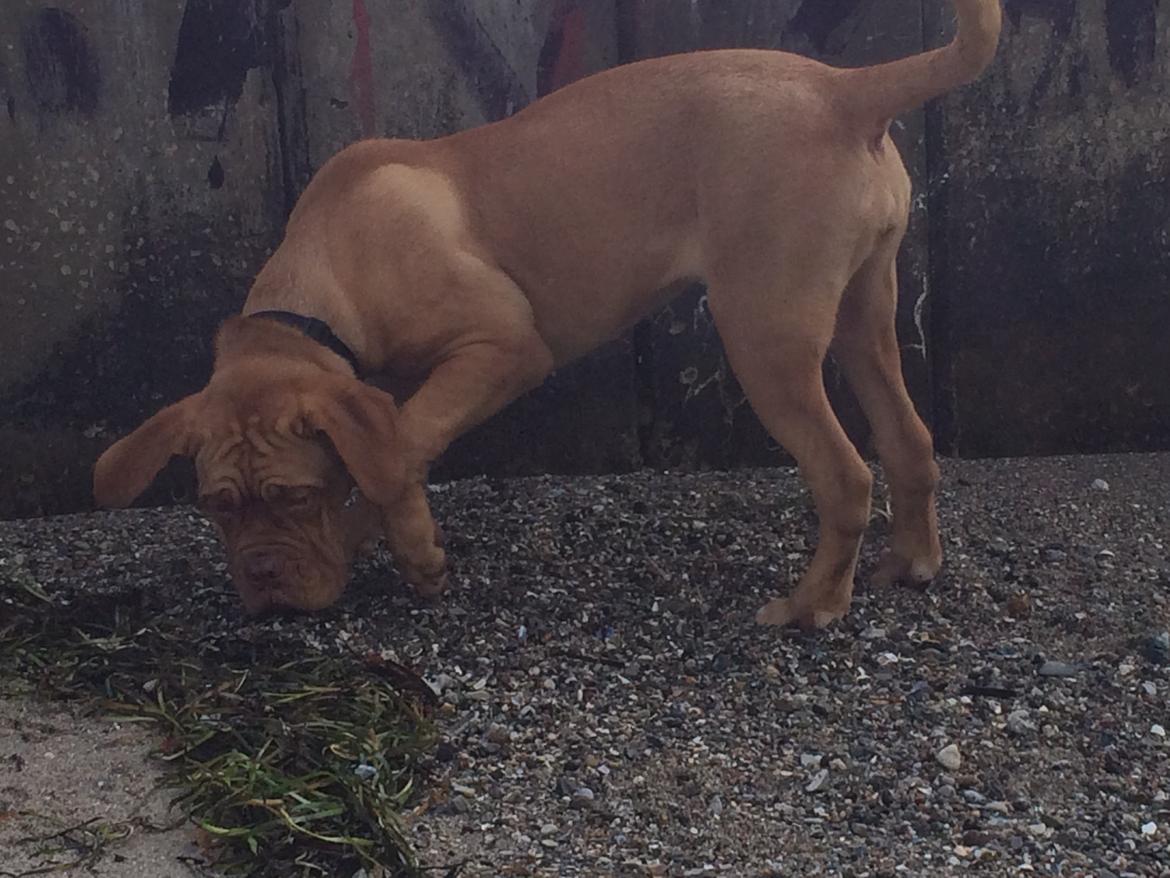 Dogue de bordeaux Karla - Karla på stranden 10/10-14 billede 24