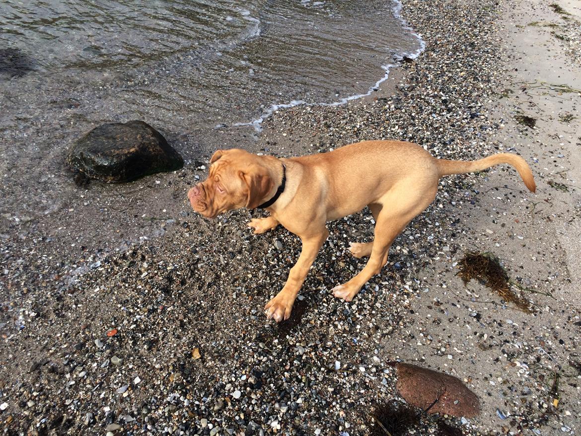 Dogue de bordeaux Karla - Uh der er meget vand 10/10-14 billede 25