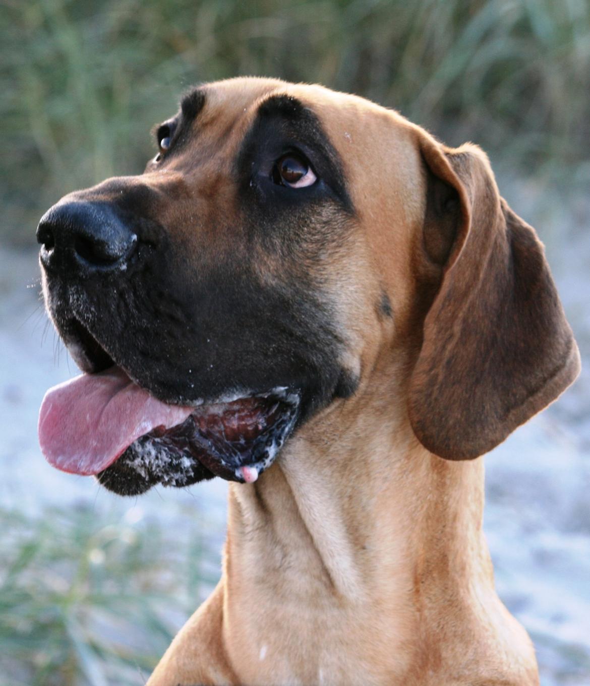 Grand danois Liva billede 1