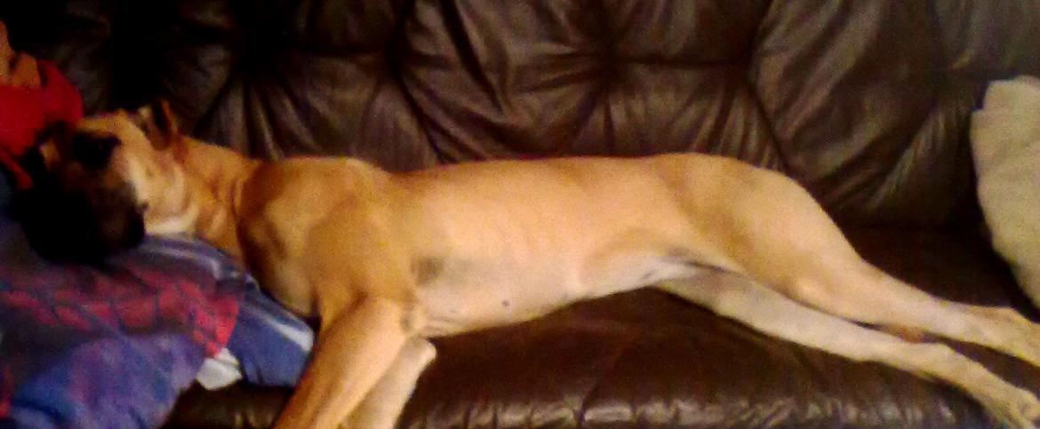 Grand danois Liva billede 2