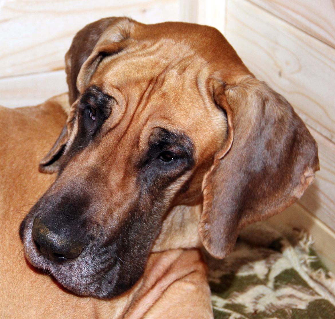 Grand danois Liva billede 3