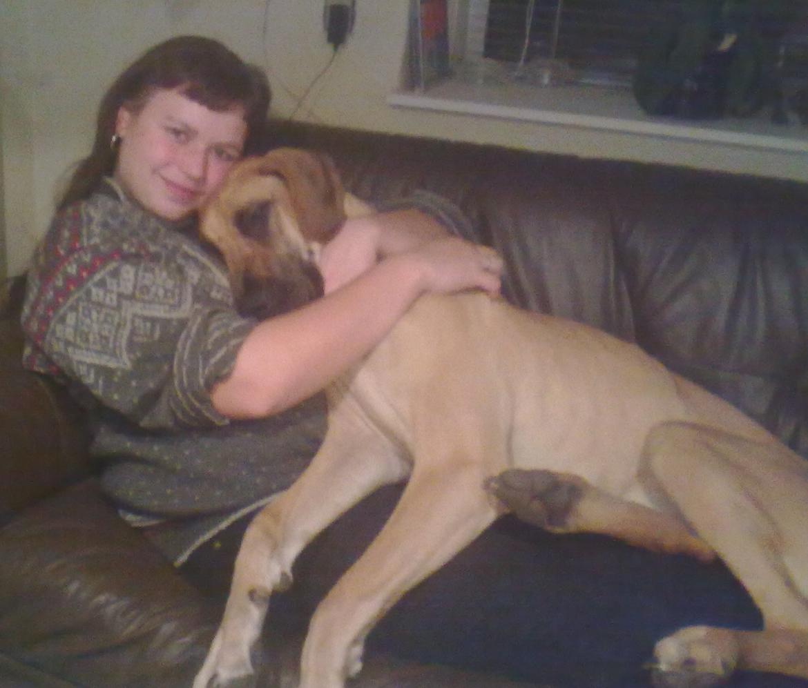 Grand danois Liva billede 4