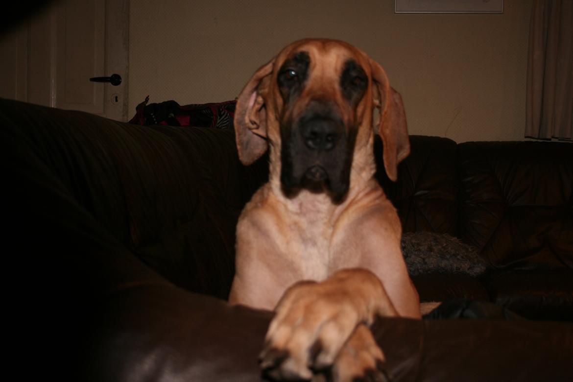 Grand danois Liva billede 5