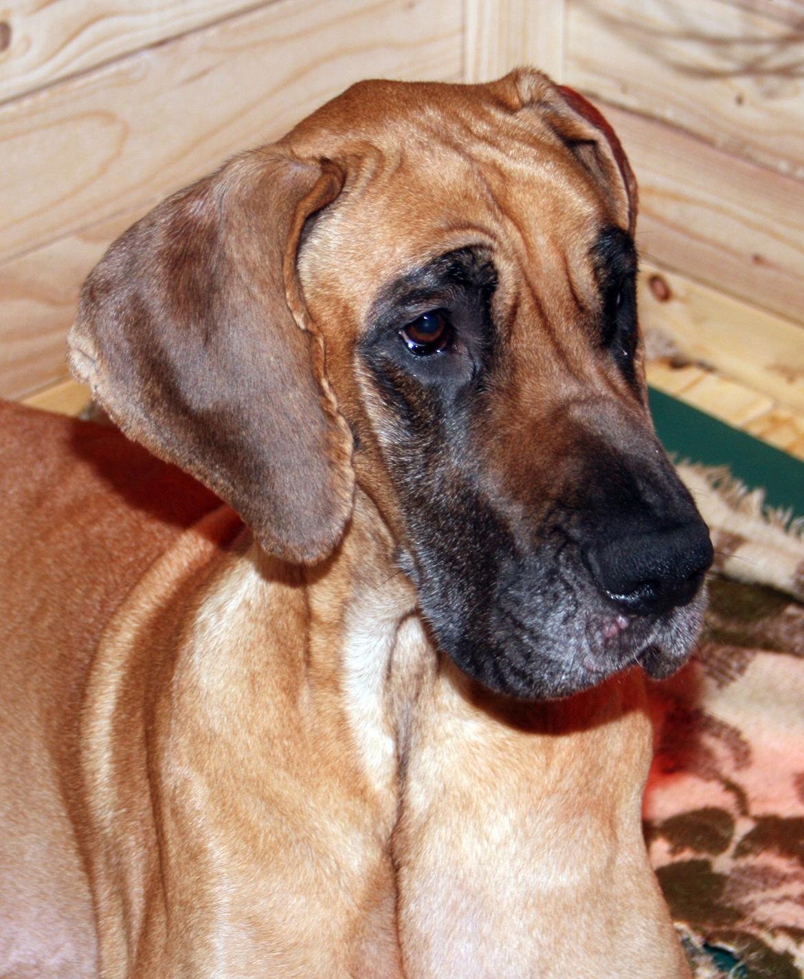 Grand danois Liva billede 6