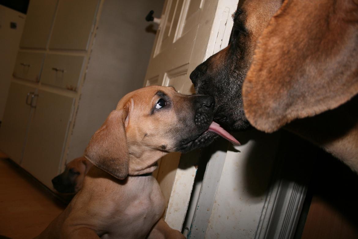 Grand danois Liva billede 7