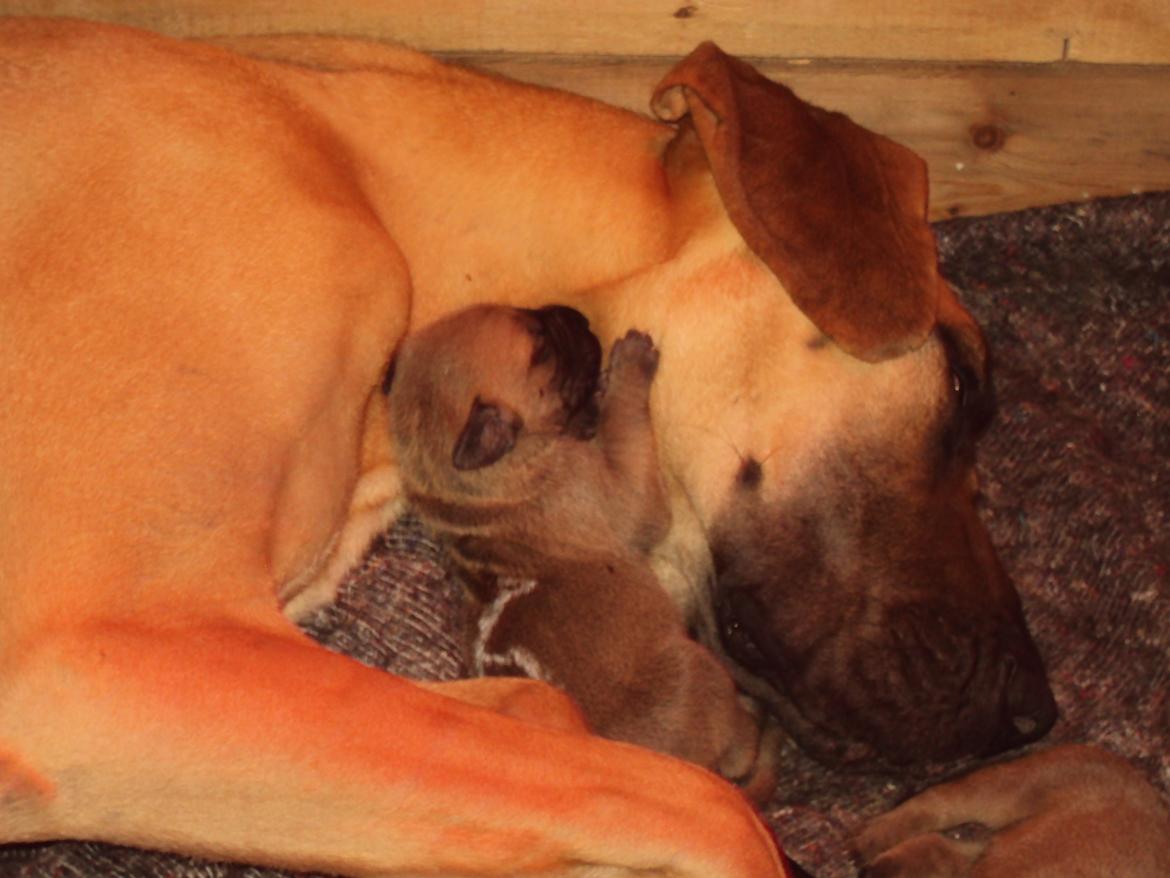 Grand danois Liva billede 8