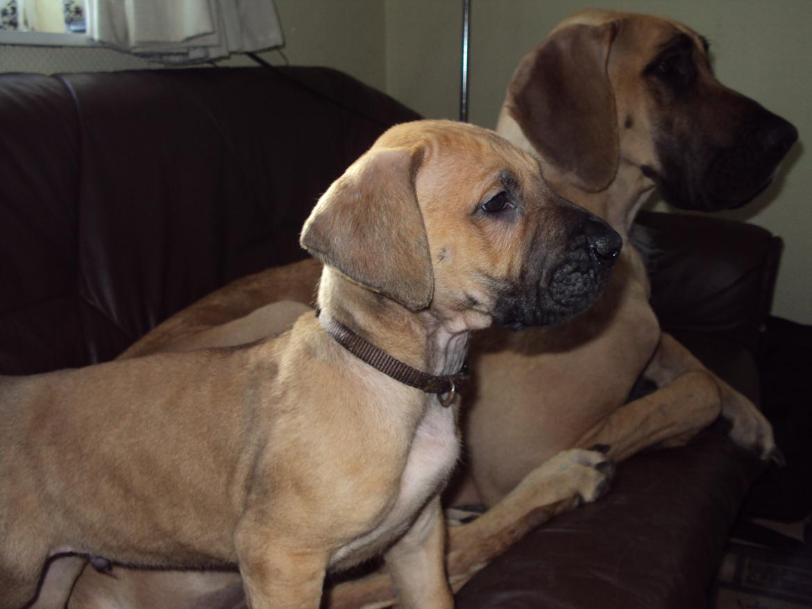 Grand danois Liva billede 9