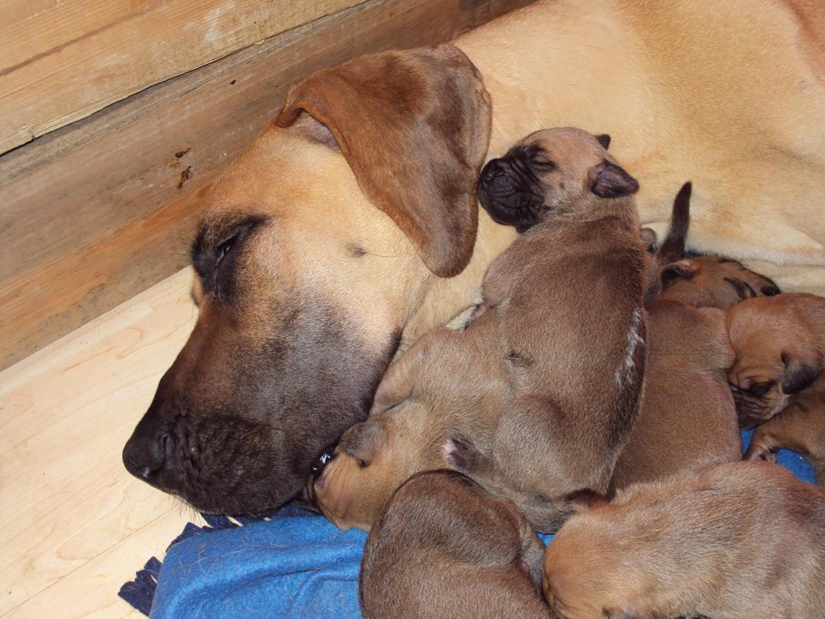 Grand danois Liva billede 10