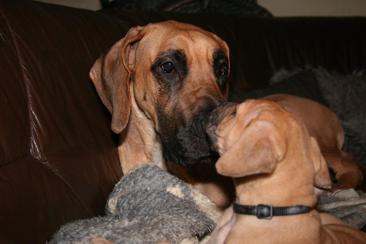 Grand danois Liva billede 11