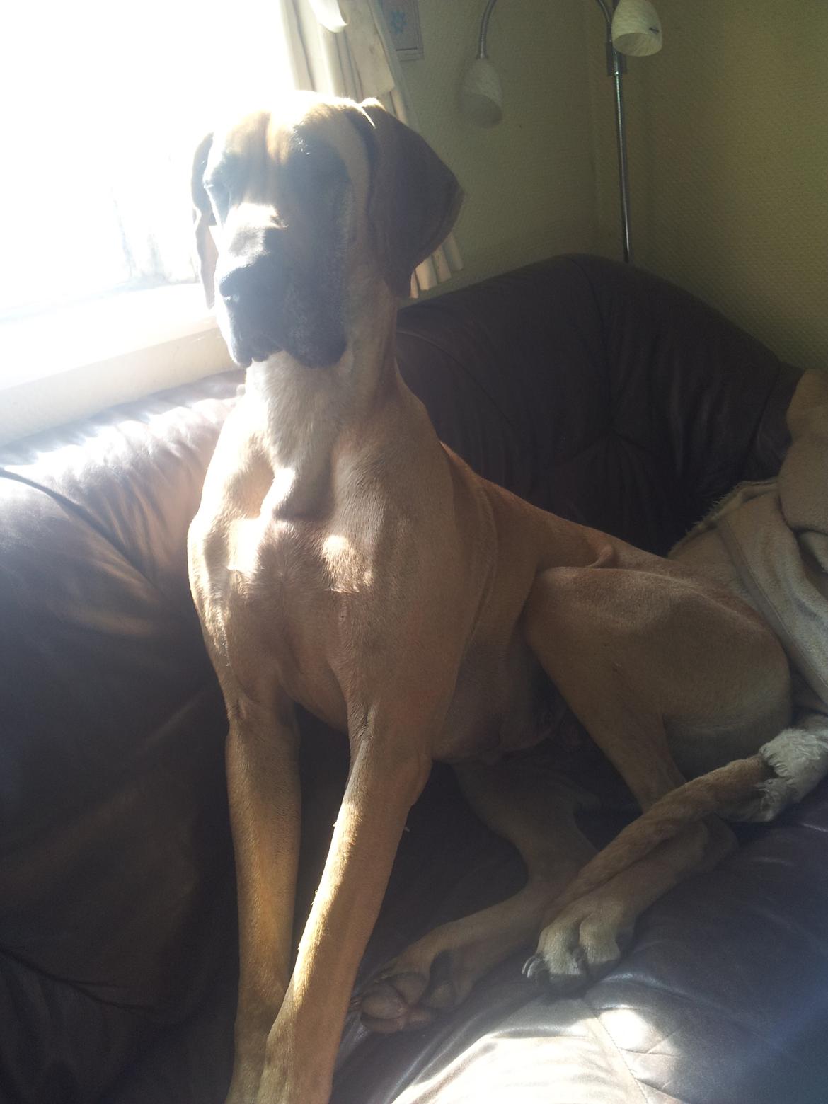 Grand danois Liva billede 12