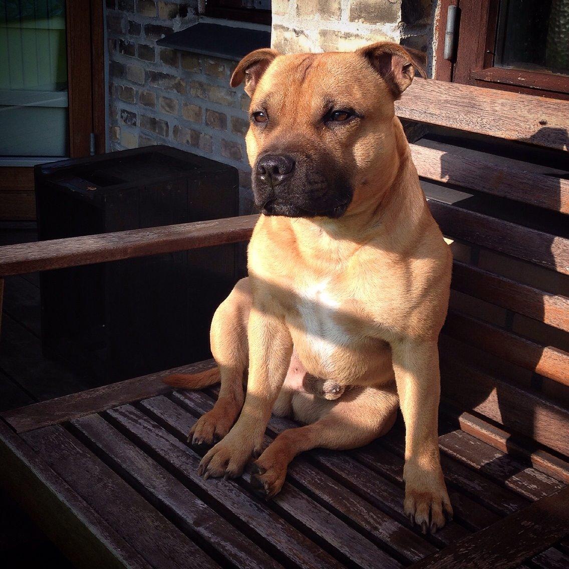 Staffordshire bull terrier KBHV2015 Wenk Staff' s King In A Corner aka Elo billede 43