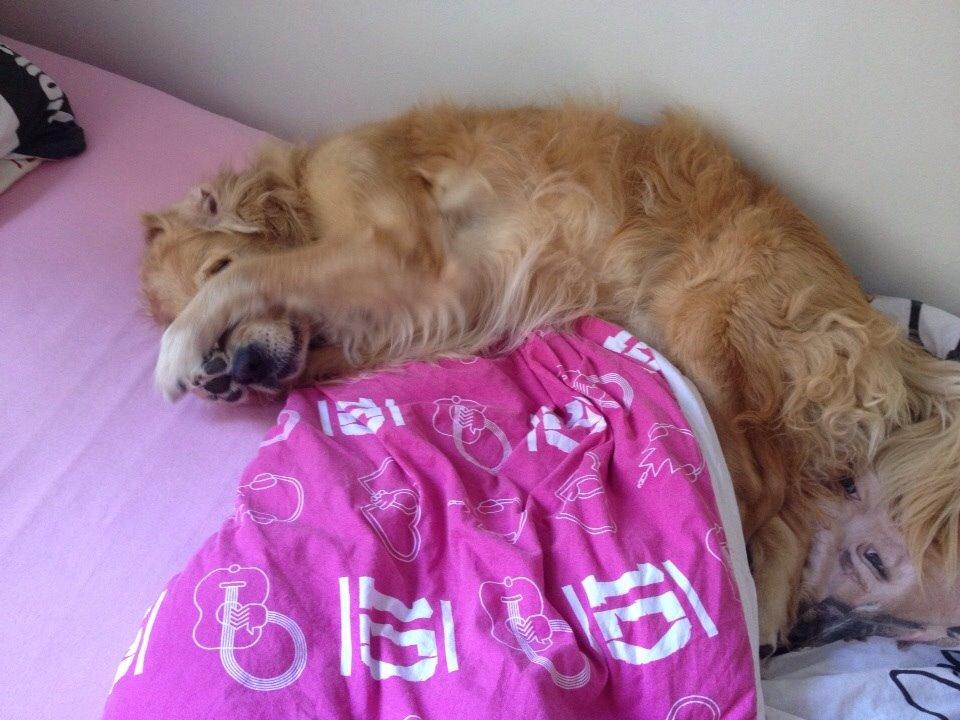 Golden retriever Koda billede 18