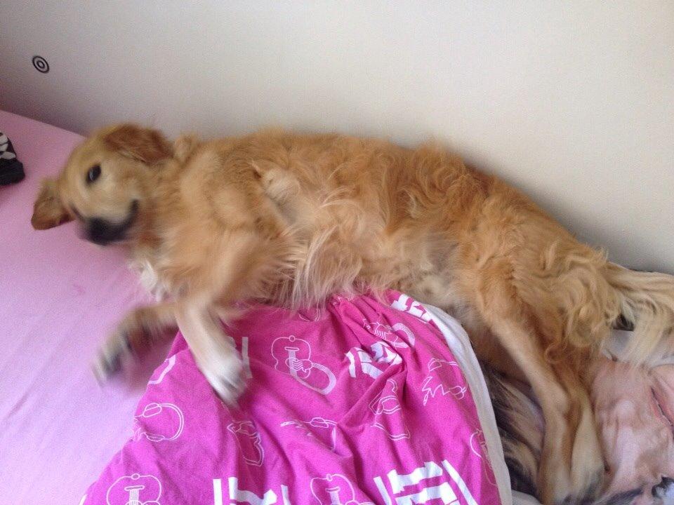 Golden retriever Koda billede 20