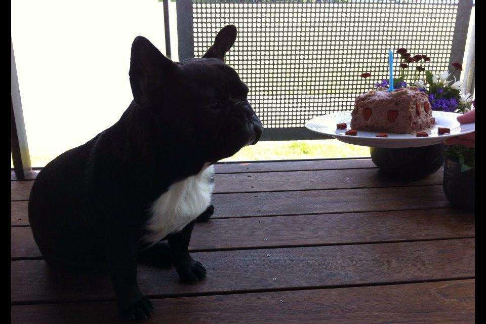 Fransk bulldog Lui Aimée gorgeous Kenya billede 3