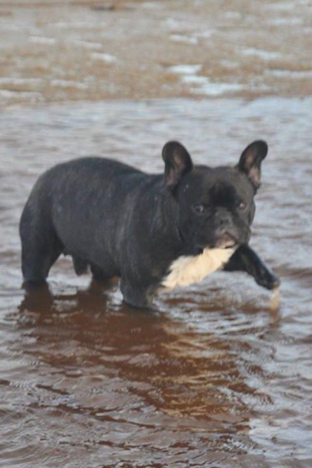 Fransk bulldog Lui Aimée gorgeous Kenya billede 4