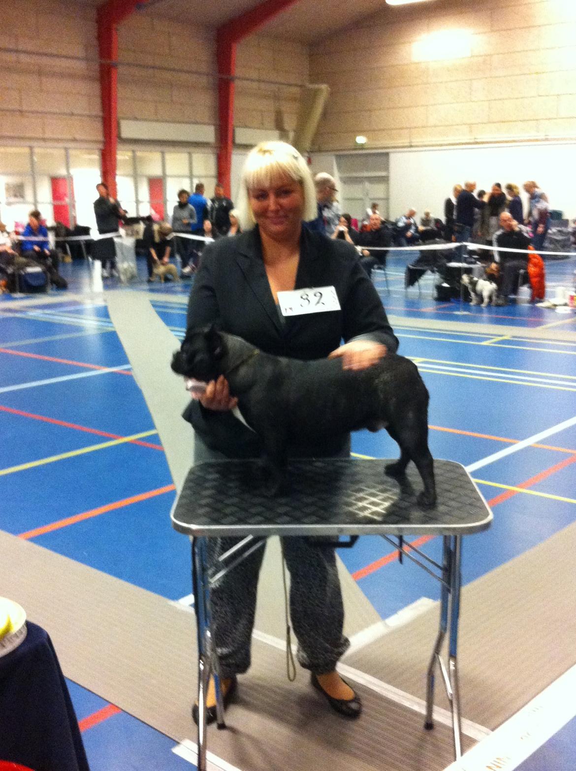 Fransk bulldog Lui Aimée gorgeous Kenya billede 5