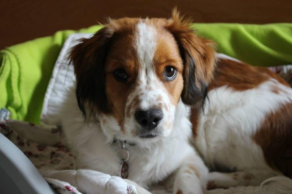Kooikerhondje Barney billede 2