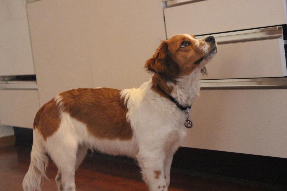 Kooikerhondje Barney billede 5