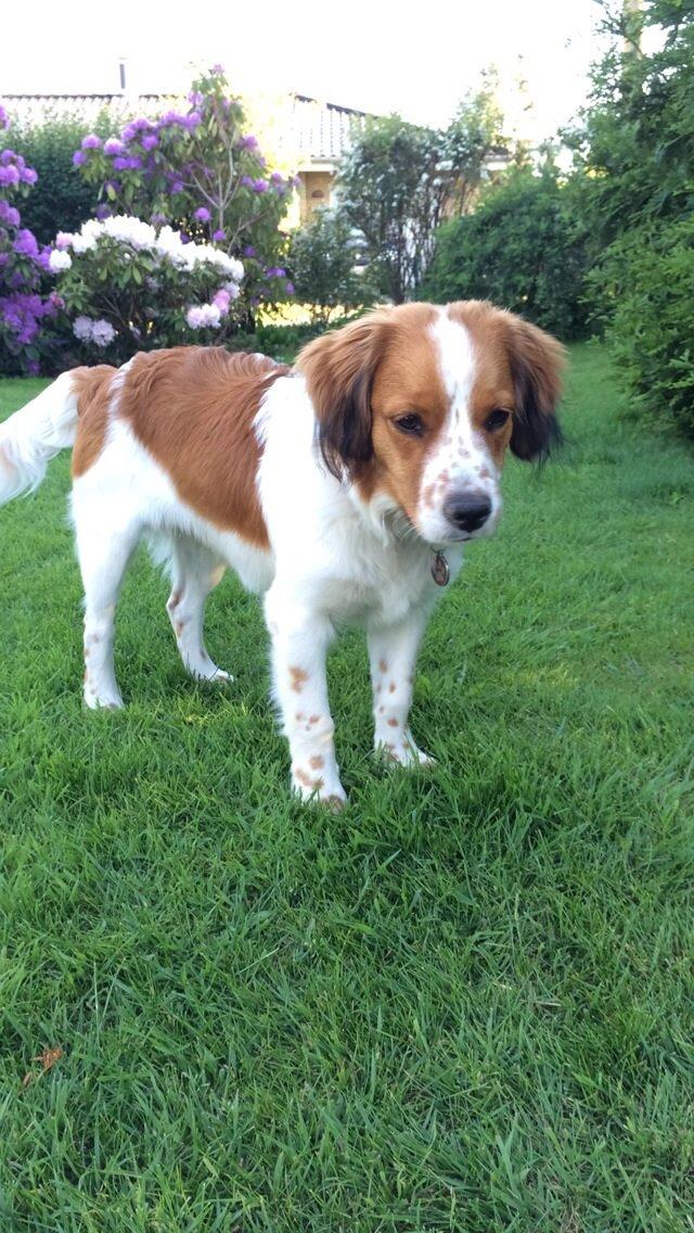 Kooikerhondje Barney billede 8