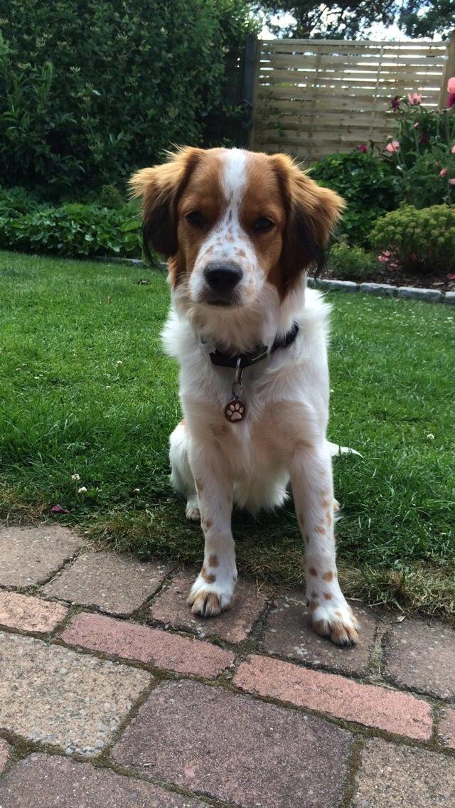 Kooikerhondje Barney billede 9