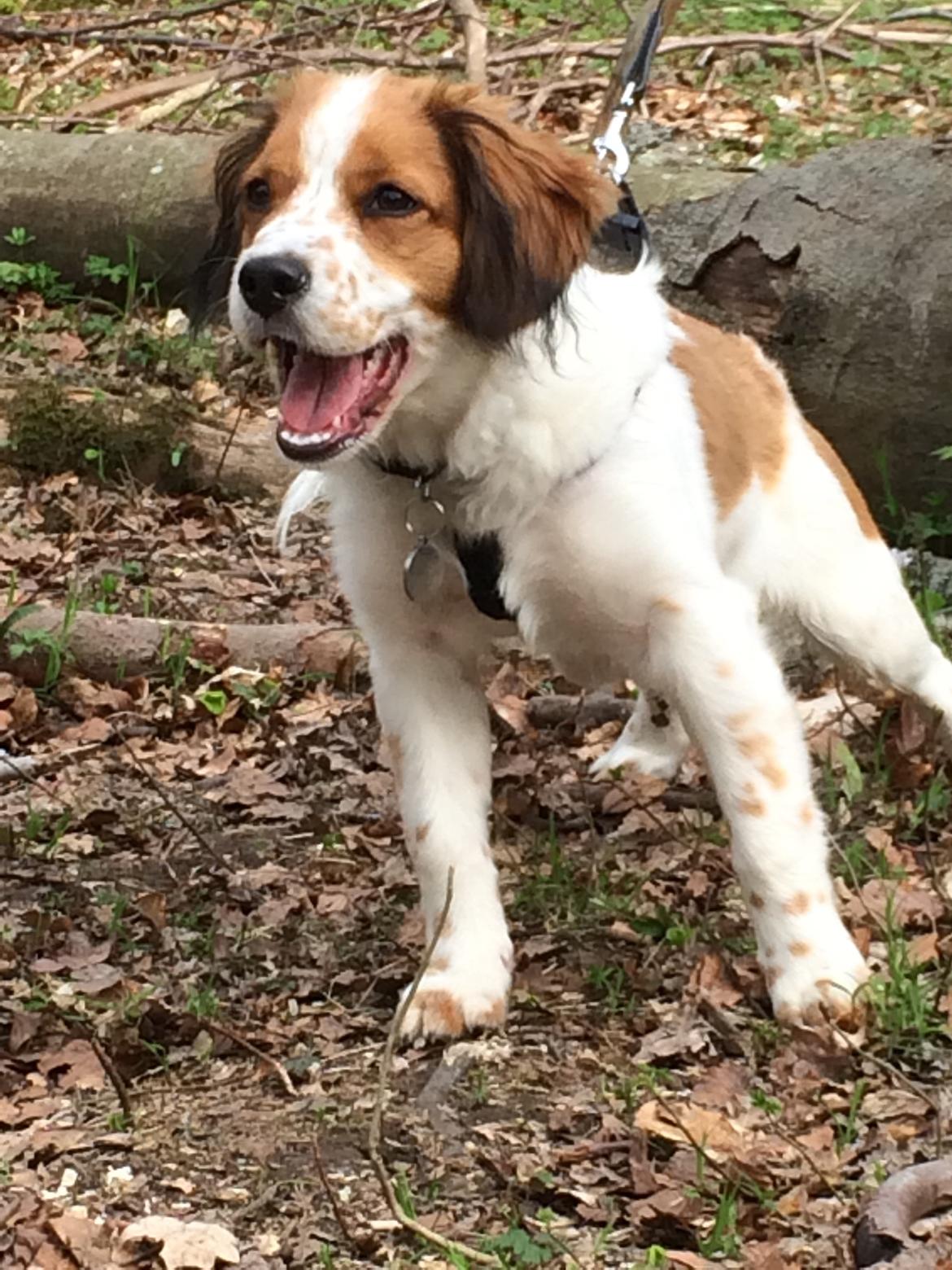 Kooikerhondje Barney billede 10