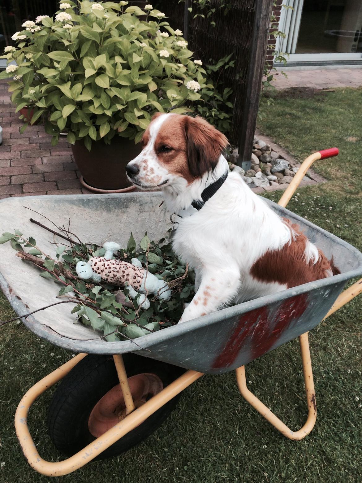 Kooikerhondje Barney billede 11