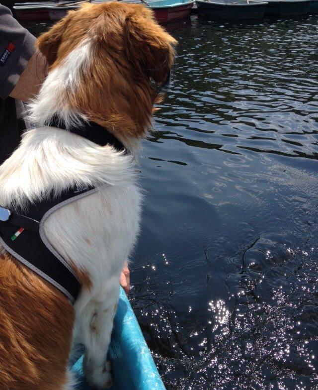 Kooikerhondje Barney billede 12