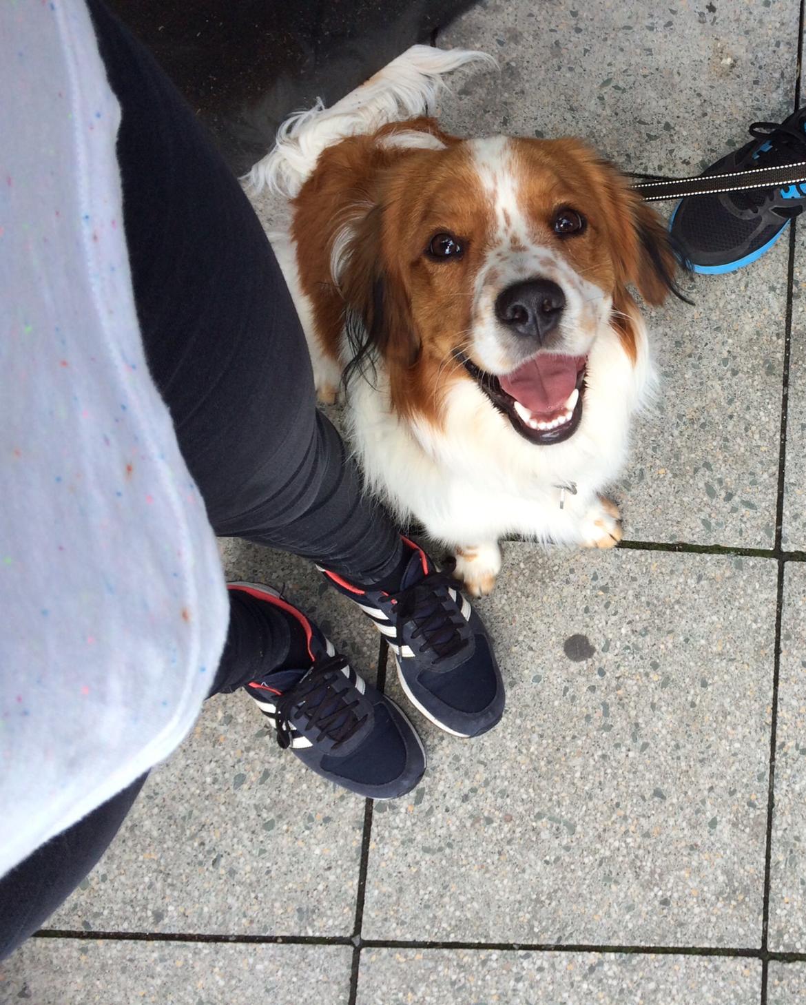 Kooikerhondje Barney billede 13