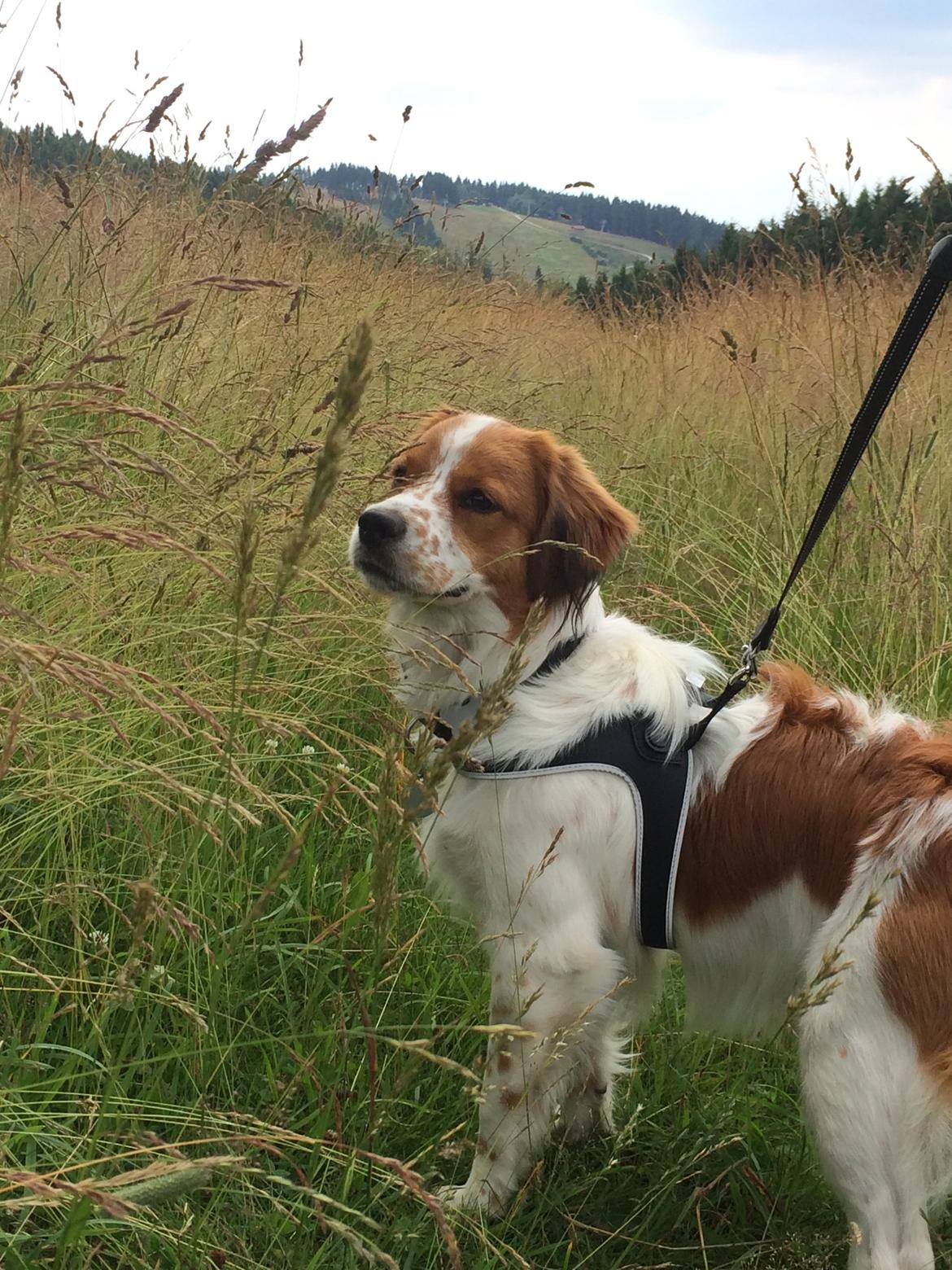 Kooikerhondje Barney billede 14
