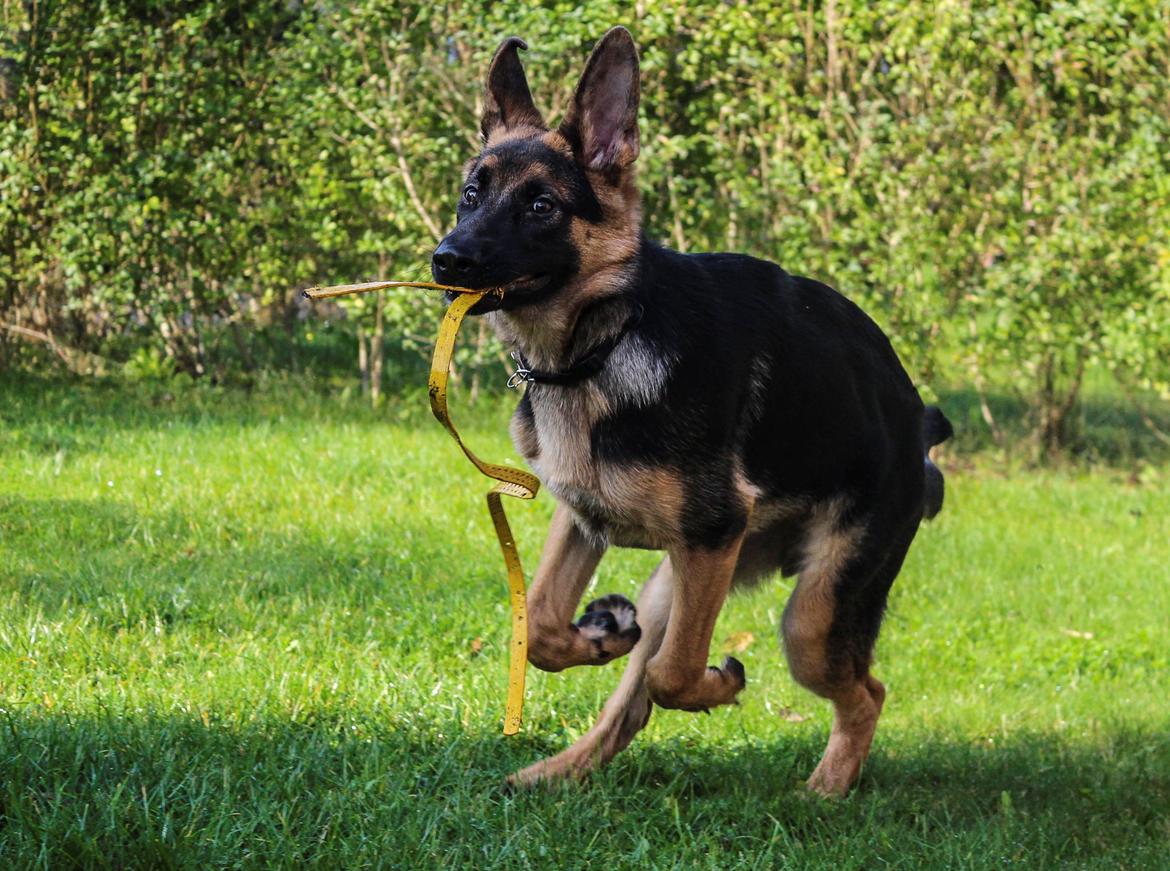 Schæferhund Degner Carlo - Efterår 2014 billede 9