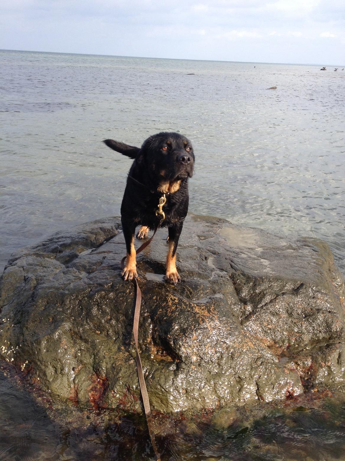 Blanding af racer Bella Rottweiler/Labrador billede 3