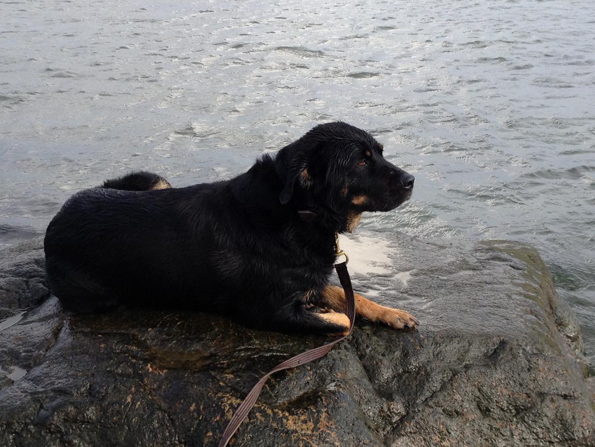 Blanding af racer Bella Rottweiler/Labrador billede 7